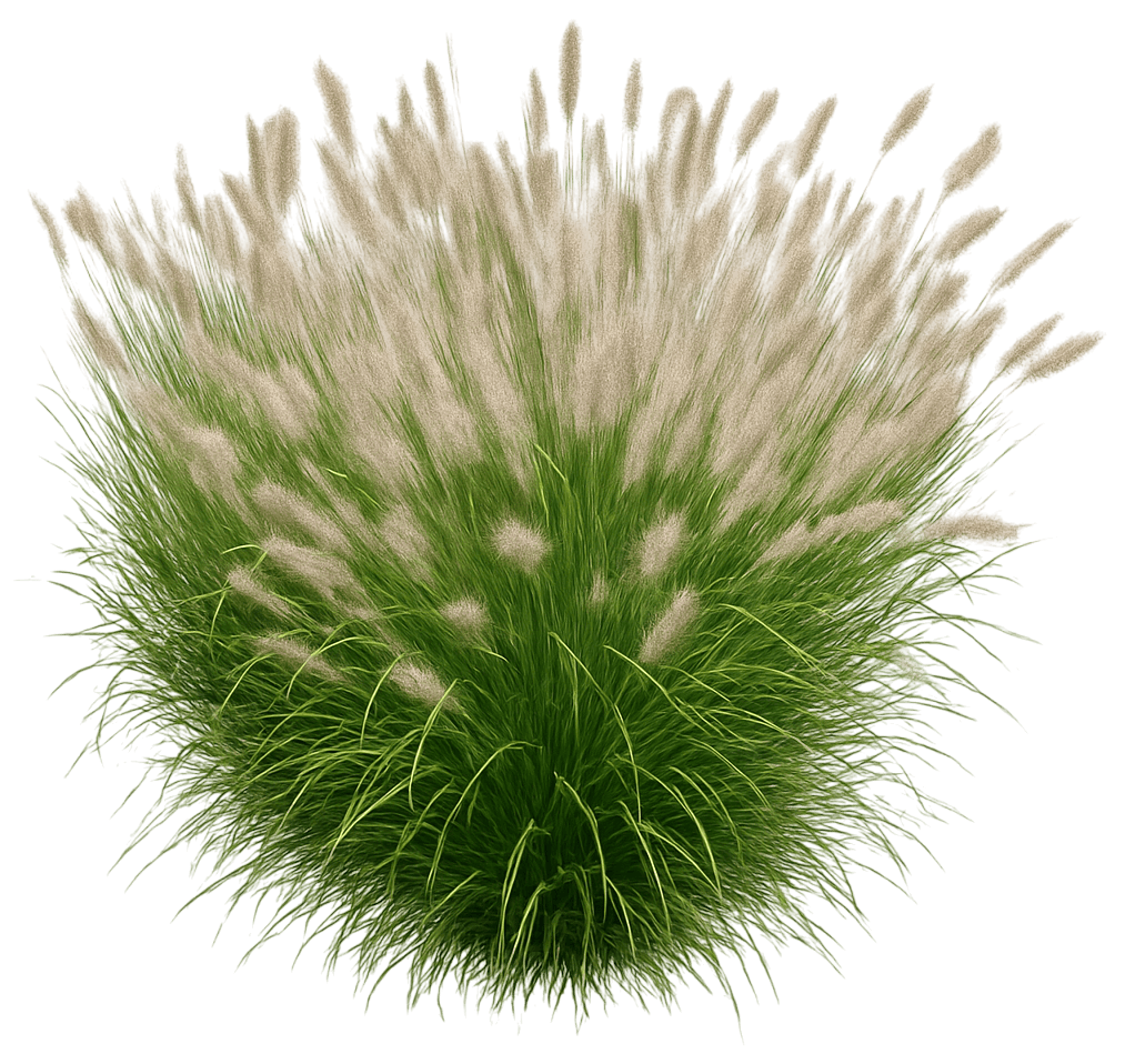 Dwarf Fountain Grass 'Tift Pa5' Pp31027 Hush Puppy™ Pp31027 Hush Puppy™ (Pennisetum Alopecuroides 'Tift Pa5') - Grasses