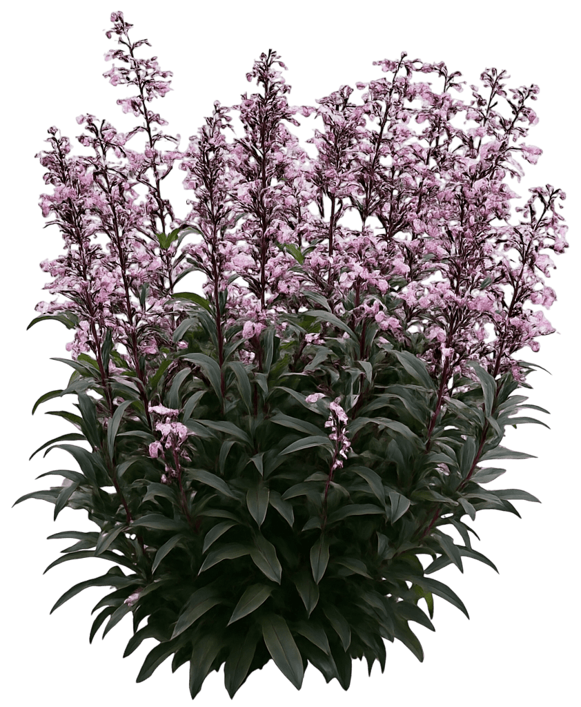 Beard Tongue 'Blackbeard' (Penstemon Pp30052 'Blackbeard') - Perennials