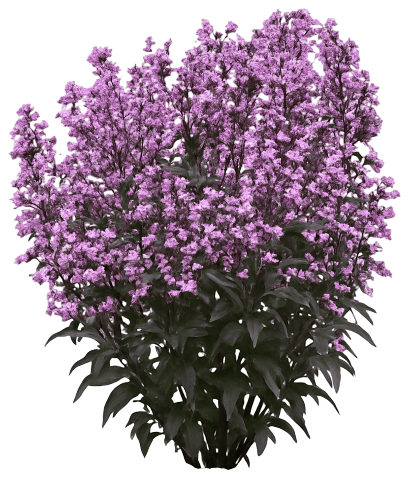 Beardtongue 'Midnight Masquerade' (Penstemon Pp29603 'Midnight Masquerade') - Perennials