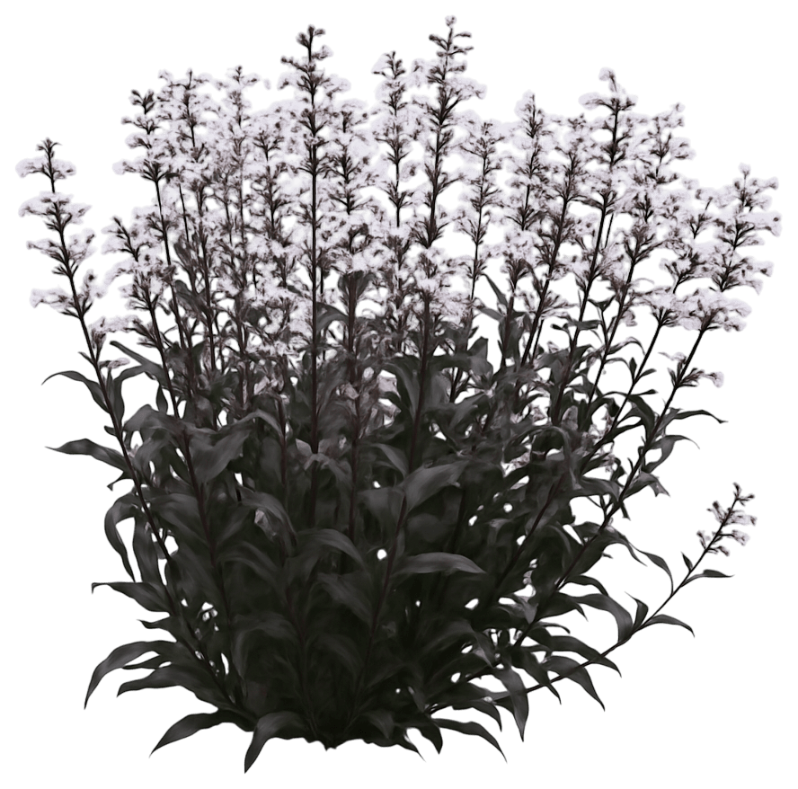 Beardtongue 'Onyx And Pearls' (Penstemon Pp32613 'Onyx And Pearls') - Perennials