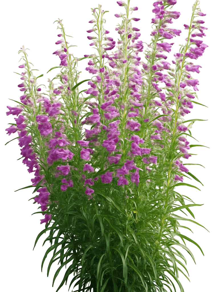 Beardtongue 'P007S' Pike'S Peak Purple® Pike'S Peak Purple® (Penstemon Mexicali 'P007S') - Perennials
