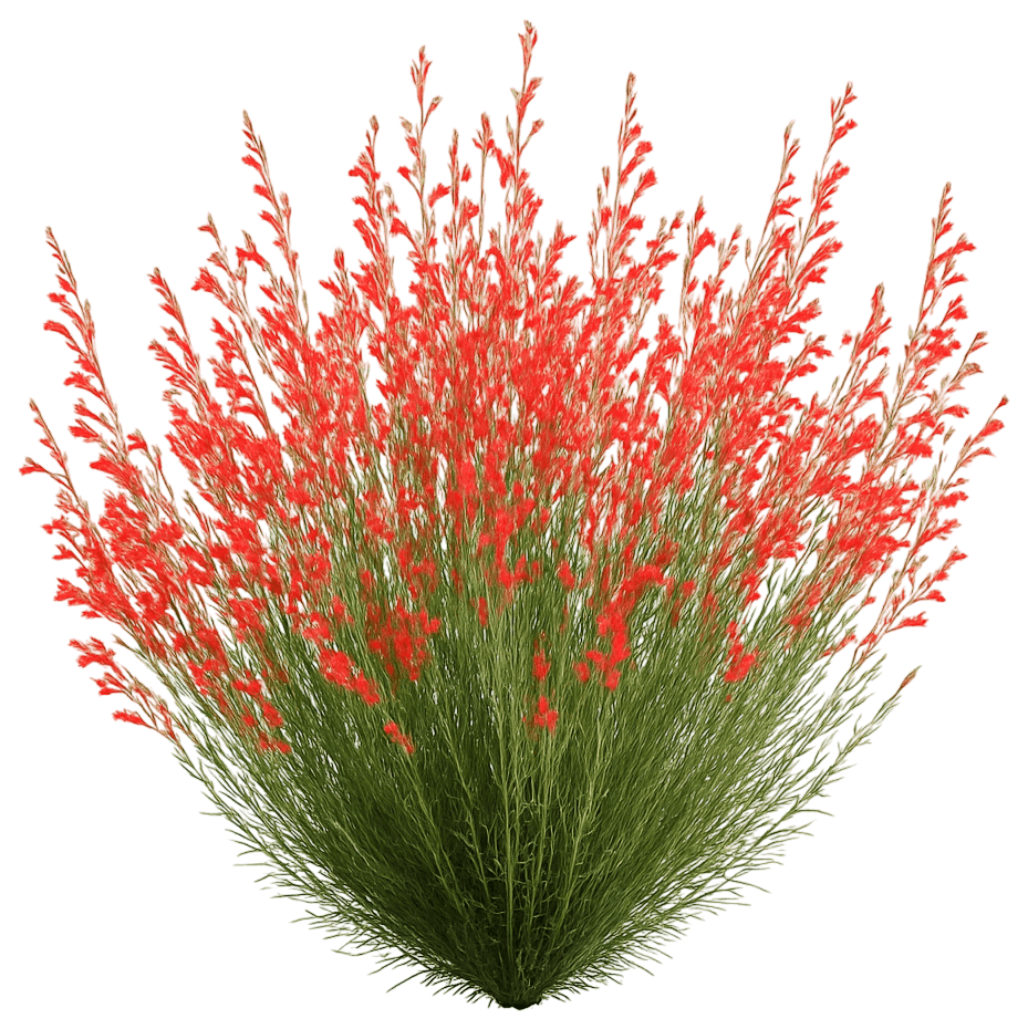 Beardtongue (Penstemon Pinifolius) - Perennials