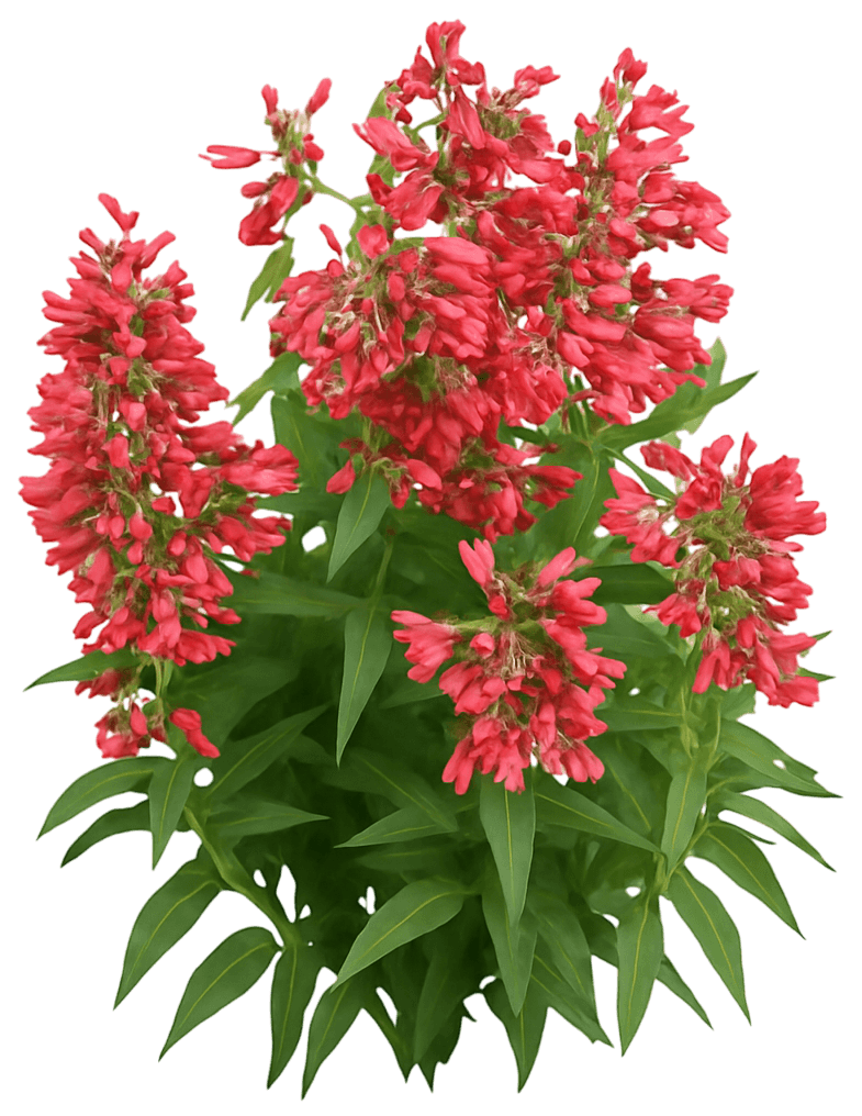 Beardtongue 'Red Riding Hood' (Penstemon Schmidel Pp18950 'Red Riding Hood') - Perennials