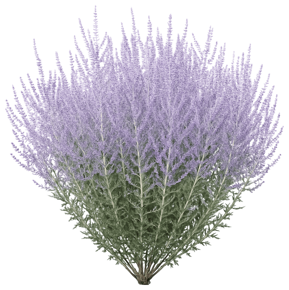 Russian Sage (Perovskia Atriplicifolia 'Blue Steel') - Perennials