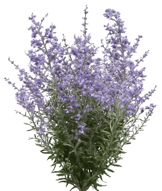 Russian Sage 'Bluesette' (Perovskia Atriplicifolia 'Bluesette') - Perennials