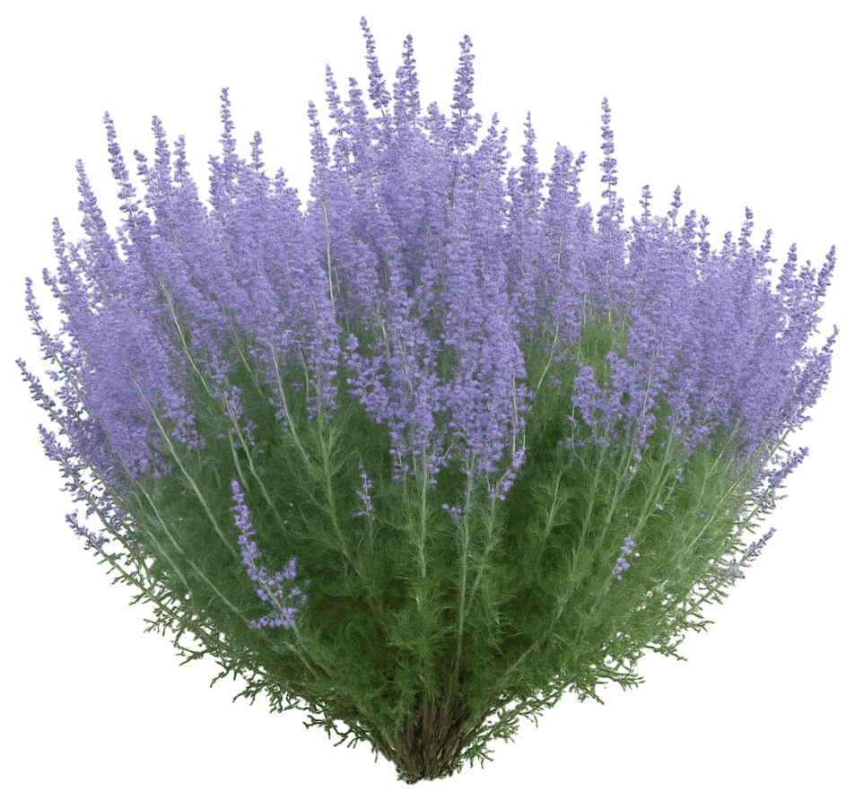 Russian Sage 'Crazy Blue' (Perovskia Atriplicifolia Pp25639 'Crazy Blue') - Perennials