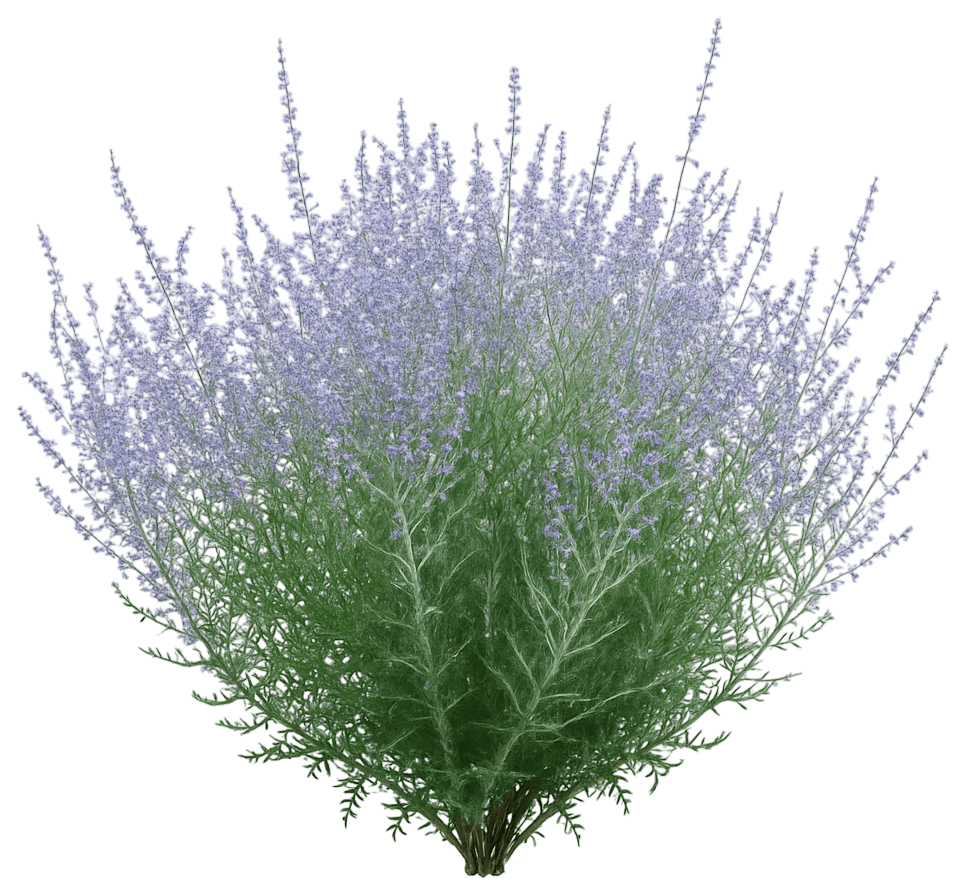 Russian Sage 'Little Lace™' (Perovskia Atriplicifolia Pp 26618 'Little Lace™') - Perennials