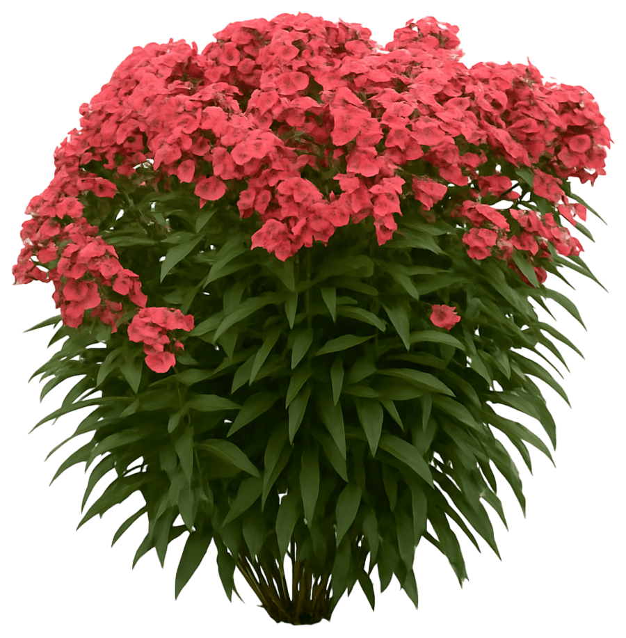 Tall Phlox 'Sunset Coral' (Phlox Paniculata Luminary™ Pp35222 'Sunset Coral') - Perennials