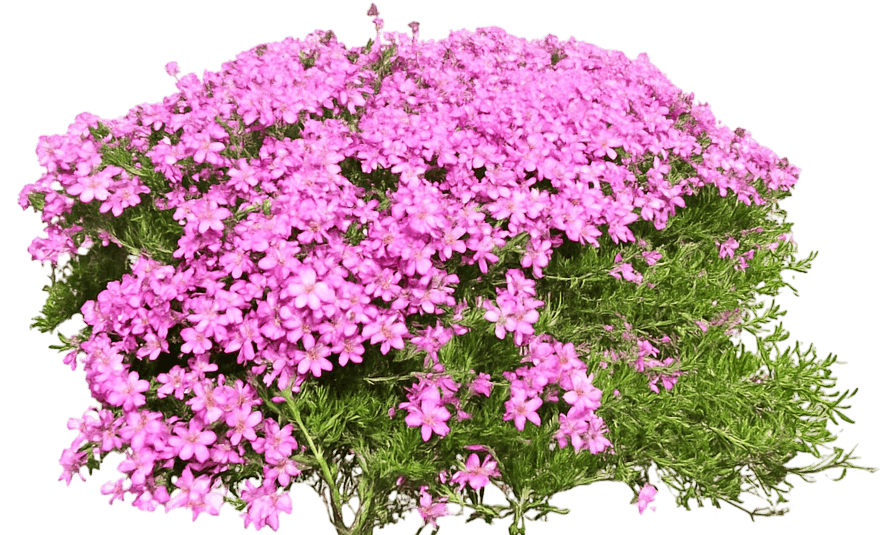 Creeping Phlox 'Emerald Pink' (Phlox Subulata 'Emerald Pink') - Perennials