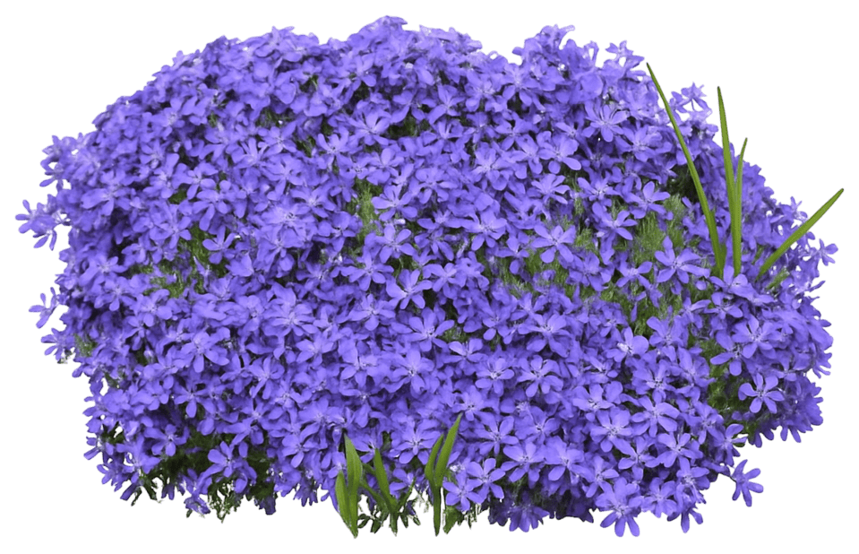 Purple Creeping Phlox 'Violet Pinwheels' (Phlox Subulata 'Violet Pinwheels') - Perennials