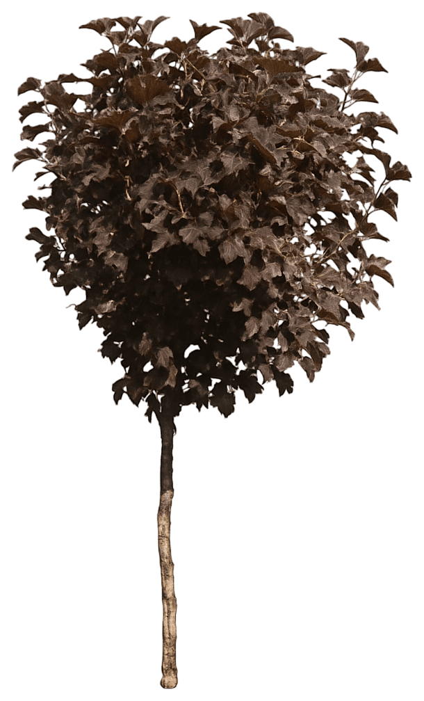 Ninebark 'Monlo' Pp11211 Diablo® Pp11211 Diablo® (Physocarpus Opulifolius 'Monlo') - Ground Layers