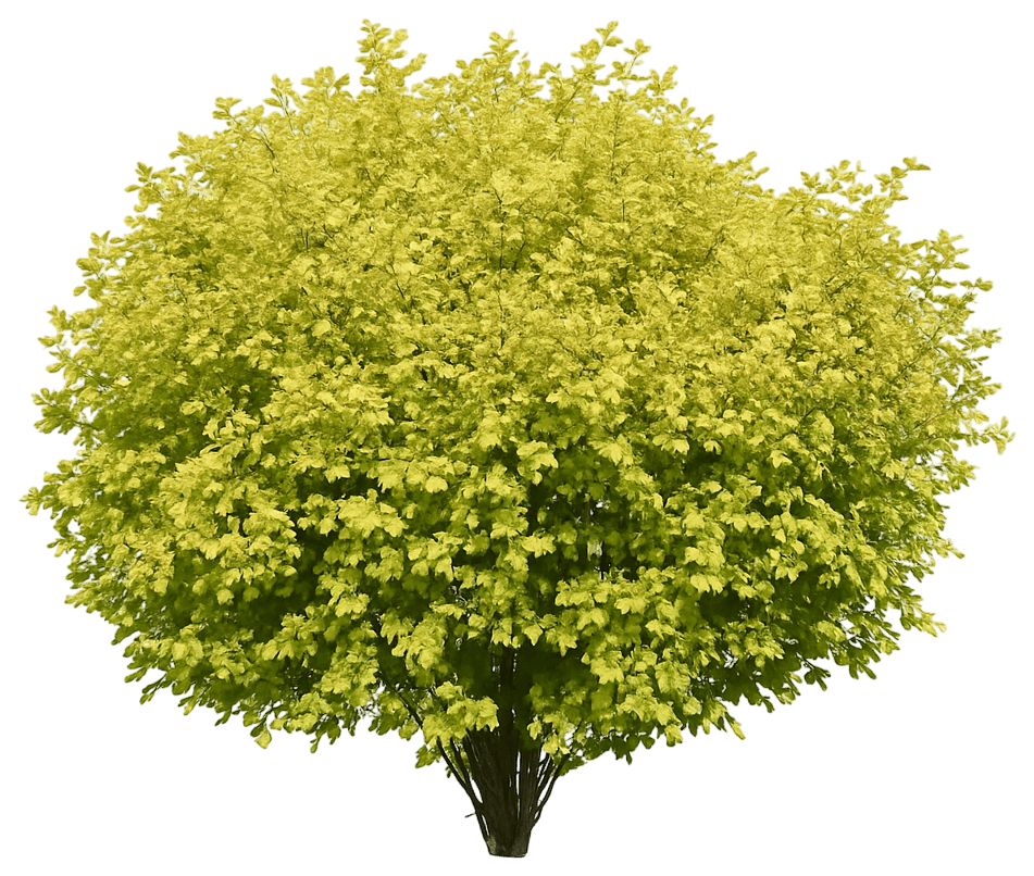 Gold Ninebark 'Nugget' (Physocarpus Opulifolius 'Nugget') - Ground Layers