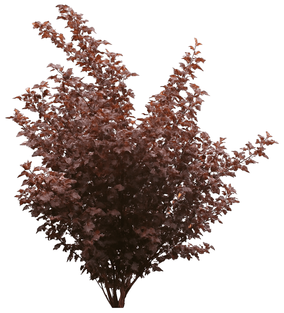 Ninebark 'Smnpoblr' Pp28695 Ginger Wine® Pp28695 Ginger Wine® (Physocarpus Opulifolius 'Smnpoblr') - Ground Layers