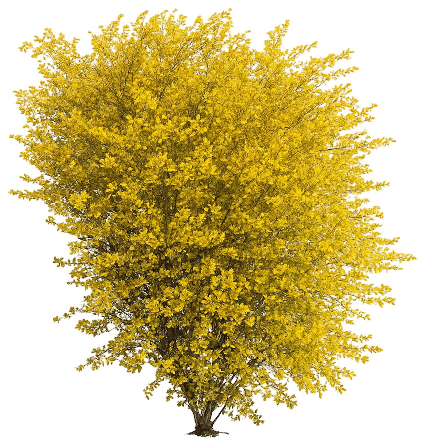 Gold Ninebark 'Zlenora' Pp34624 Honeycomb™ Pp34624 Honeycomb™ (Physocarpus Opulifolius 'Zlenora') - Ground Layers