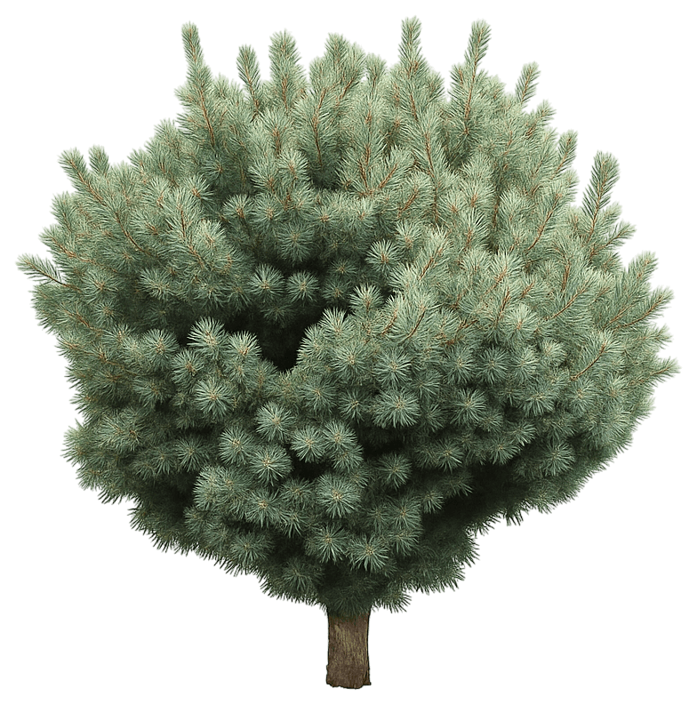 Jasper Engelmann Spruce 'Jasper' (Picea Engelmannii 'Jasper') - Evergreen Trees