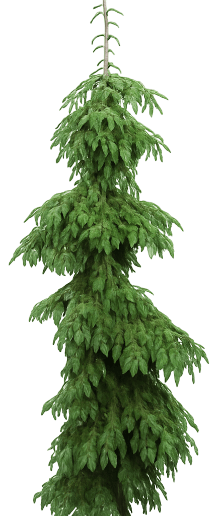 Weeping White Spruce 'Pendula' (Picea Glauca 'Pendula') - Evergreen Trees