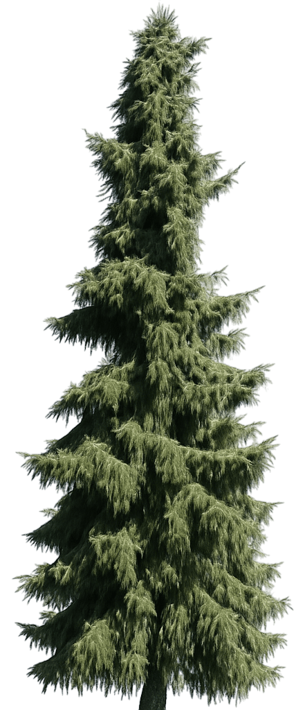 Serbian Spruce 'Berliners Weeper' (Picea Omorika 'Berliners Weeper') - Evergreen Trees