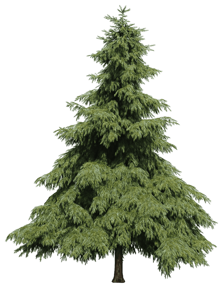 Serbian Spruce (Picea Omorika) - Evergreen Trees