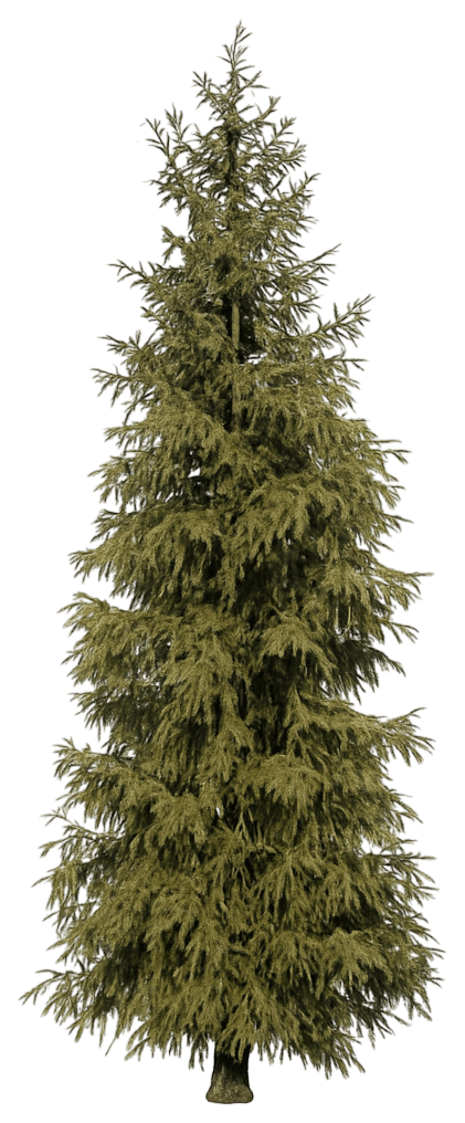 Columnar Oriental Spruce 'Skagit' (Picea Orientalis 'Skagit') - Evergreen Trees