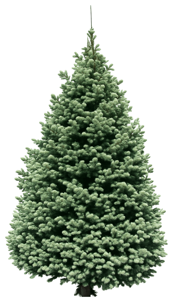 Colorado Blue Spruce 'Baby Blue' (Picea Pungens Glauca 'Baby Blue') - Evergreen Trees