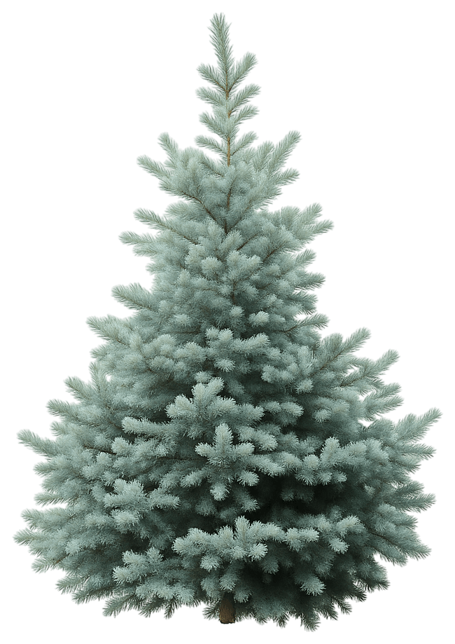 Colorado Blue Spruce 'Baby Blue Eyes' (Picea Pungens Glauca 'Baby Blue Eyes') - Evergreen Trees