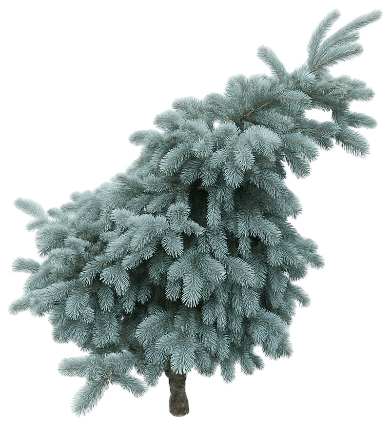 Spreading Colorado Blue Spruce 'Procumbens' (Picea Pungens Glauca 'Procumbens') - Evergreen Trees