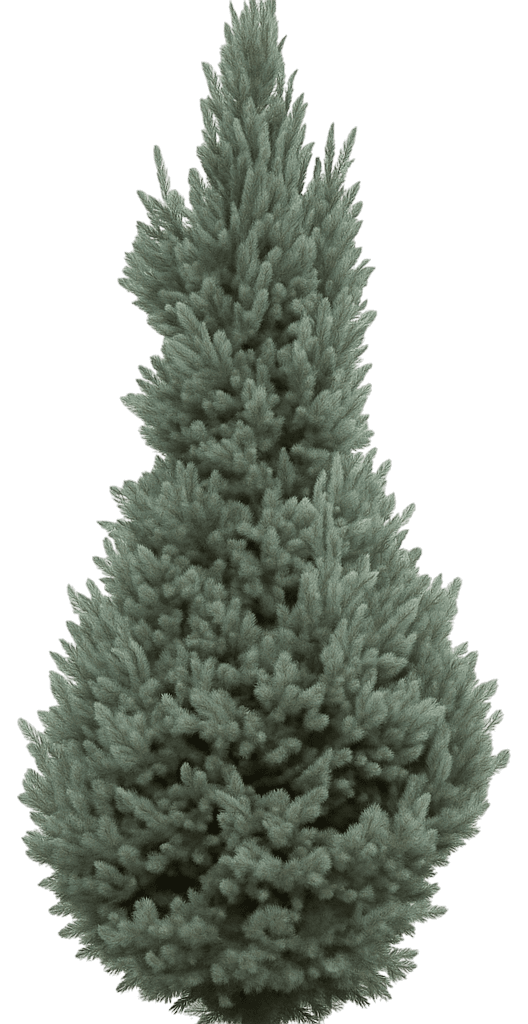 Columnar Colorado Blue Spruce 'Wells Blue Totem' (Picea Pungens Glauca 'Wells Blue Totem') - Evergreen Trees