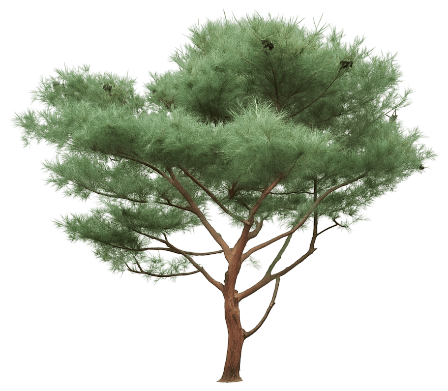 Tanyosho Pine (Pinus Densiflora Umbraculifera) - Evergreen Trees
