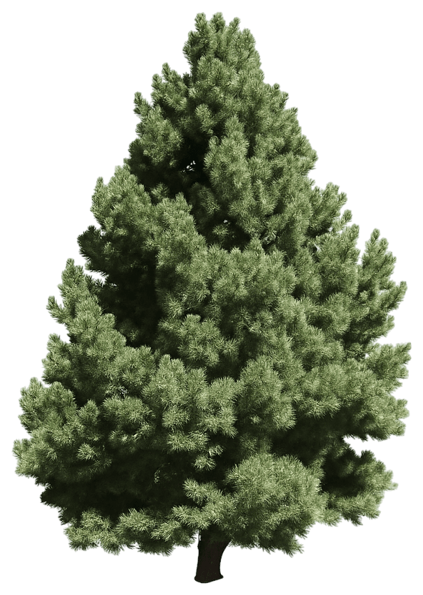 Pinyon Pine (Pinus Edulis) - Evergreen Trees