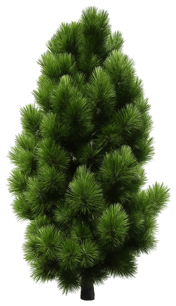 Bosnian Pine 'Emerald Arrow' (Pinus Heldreichii 'Emerald Arrow') - Evergreen Trees