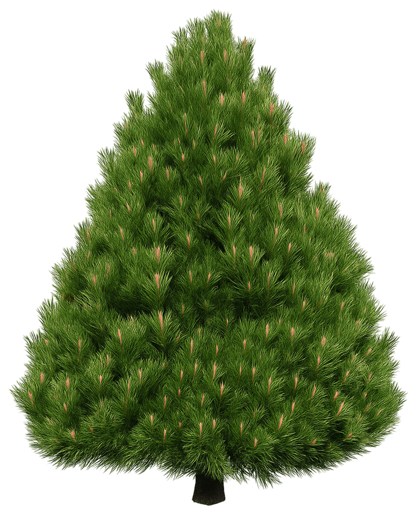 Dwarf Bosnian Pine 'Irish Bell' (Pinus Leucodermis 'Irish Bell') - Evergreen Trees