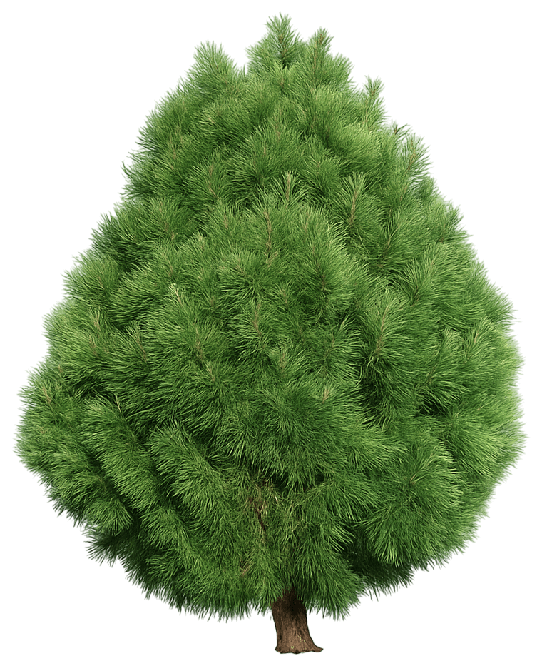 Mugo Pine 'Big Tuna' (Pinus Mugo 'Big Tuna') - Evergreen Trees