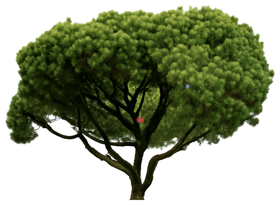 Mugo Pine 'Mughus' (Pinus Mugo 'Mughus') - Evergreen Trees