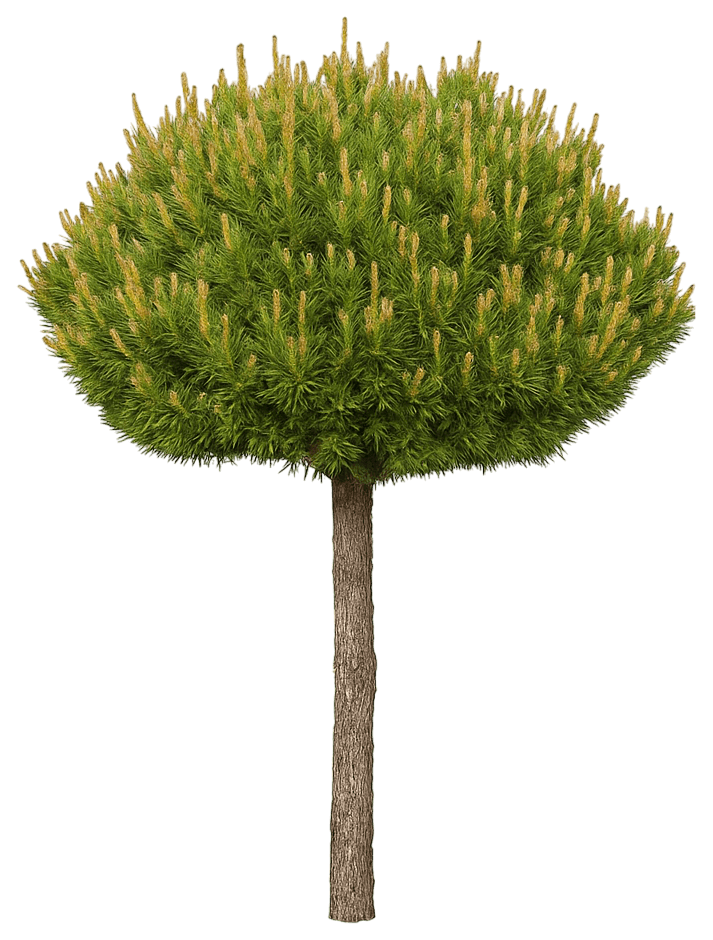 Mugo Pine 'Slowmound' (Pinus Mugo 'Slowmound') - Evergreen Trees