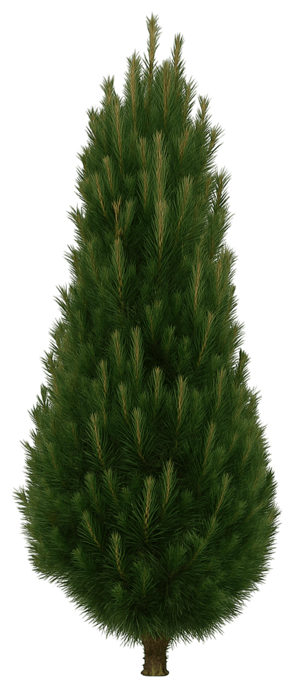 Frank Columnar Austrian Pine 'Frank' (Pinus Nigra 'Frank') - Evergreen Trees