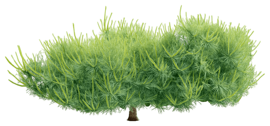 Eastern White Pine 'Ground Hugger' (Pinus Strobus 'Ground Hugger') - Evergreen Trees