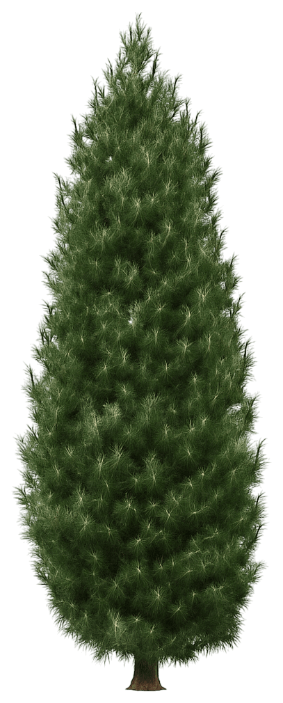 Columnar Eastern White Pine 'Stowe Pillar' (Pinus Strobus 'Stowe Pillar') - Evergreen Trees