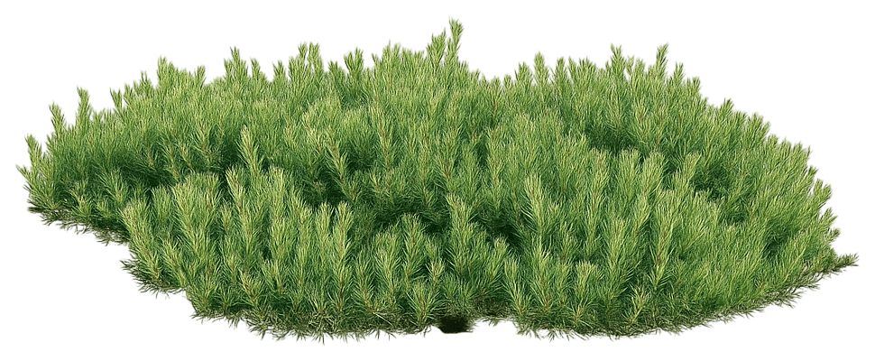 Scotch Pine 'Hillside Creeper' (Pinus Sylvestris 'Hillside Creeper') - Evergreen Trees