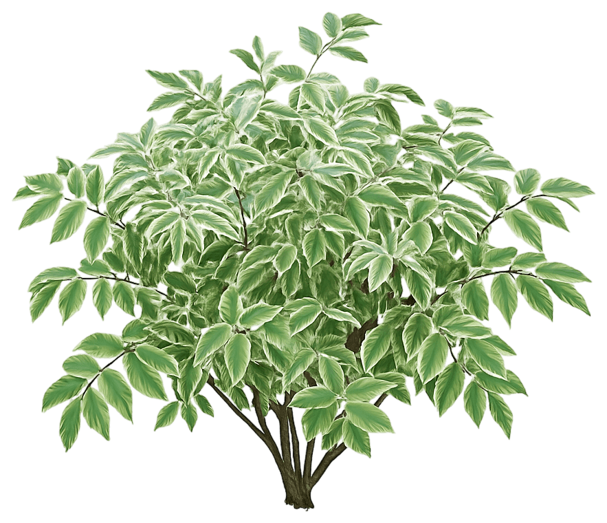 Jacob'S Ladder 'Touch Of Class' (Polemonium Reptans 'Touch Of Class') - Perennials