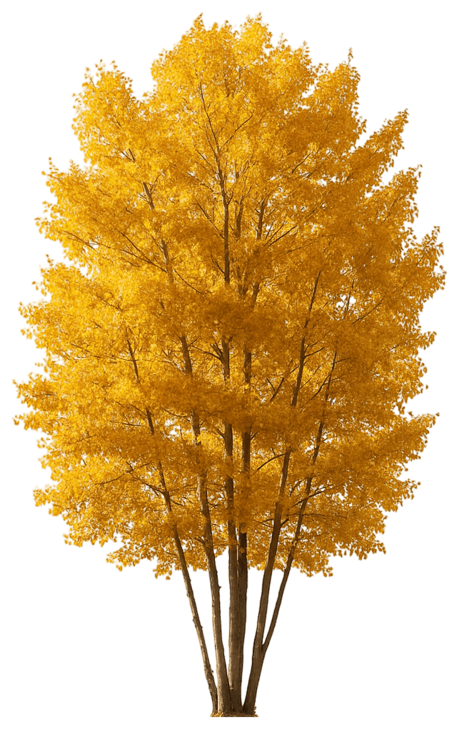 Quaking Aspen 'Kmn01' (Populus Tremuloides Dancing Flame 'Kmn01') - Shade Trees