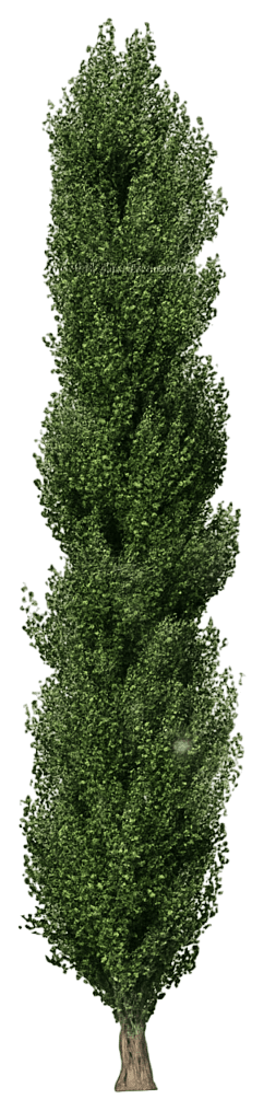 Quaking Aspen 'Mountain Sentinel' (Populus Tremuloides 'Mountain Sentinel') - Shade Trees