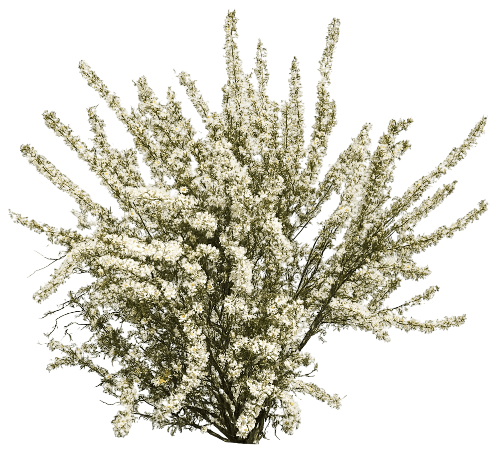 Western Sand Cherry 'P011S' Pawnee Buttes® Pawnee Buttes® (Prunus Besseyi 'P011S') - Ground Layers