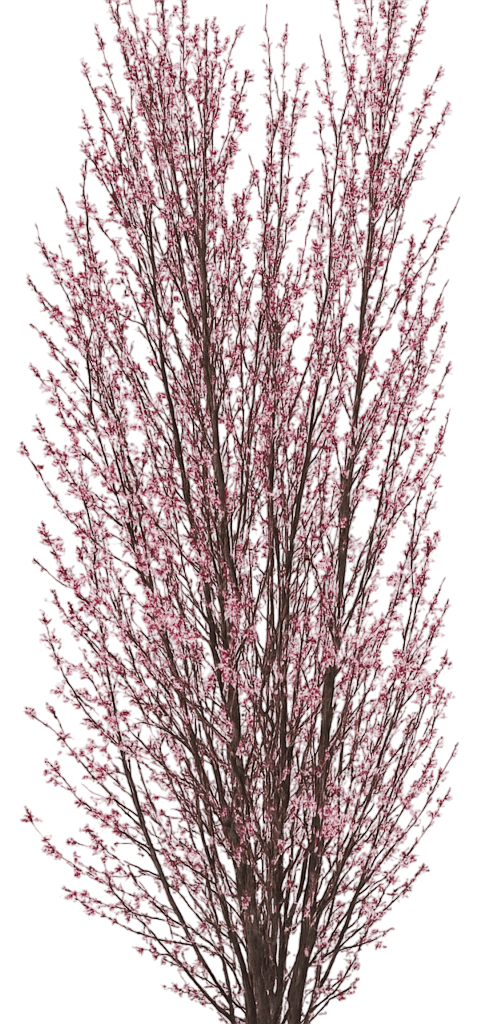 Purple Leaf Columnar Ornamental Flowering Peach 'Corinthian Pink' (Prunus Persica 'Corinthian Pink') - Flowering Trees