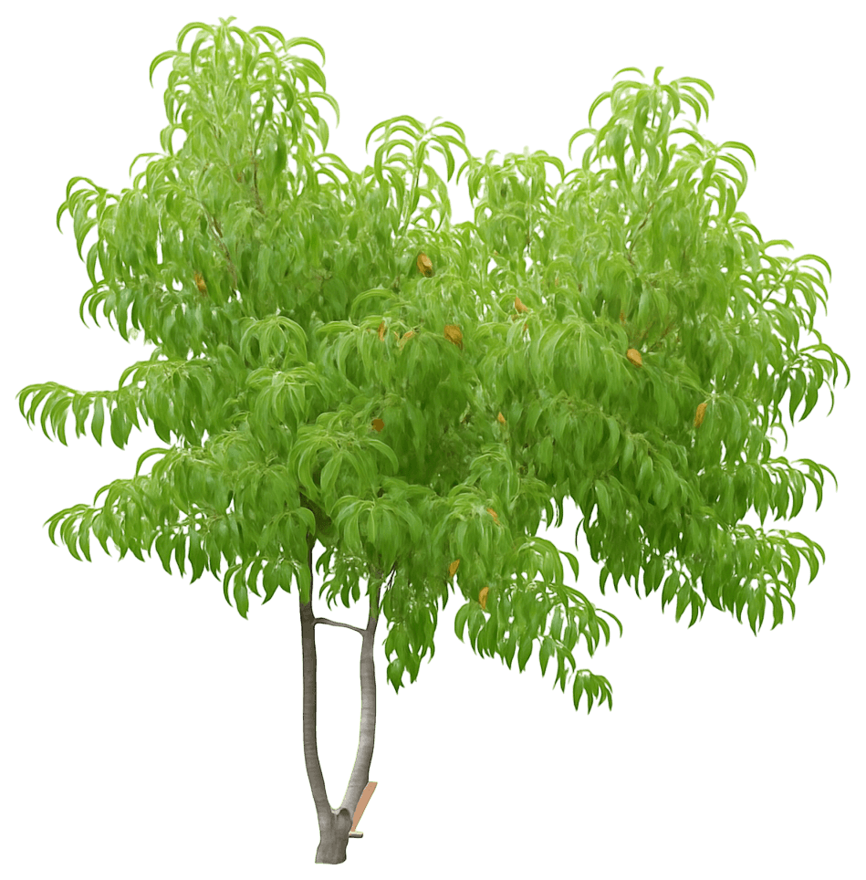 Peach Fruit Tree 'Hale Haven' (Prunus Persica 'Hale Haven') - Fruit Trees