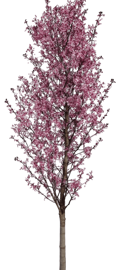 Flowering Cherry 'Jfs Kw21Ps' Pink Myst® Pink Myst® (Prunus Sargentii 'Jfs Kw21Ps') - Flowering Trees