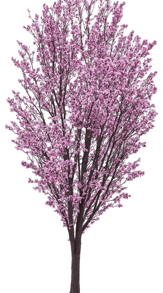 Columnar Flowering Cherry (Prunus Sargentii Columnaris) - Flowering Trees