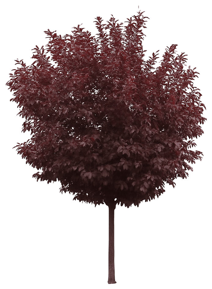 Chokecherry 'Canada Red' (Prunus Virginiana 'Canada Red') - Flowering Trees