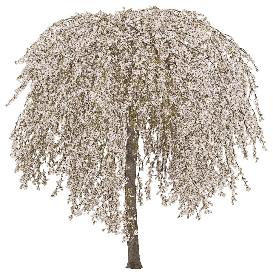 Weeping Flowering Cherry 'Snowfozam' Snow Fountain® Snow Fountain® (Prunus X 'Snowfozam') - Flowering Trees