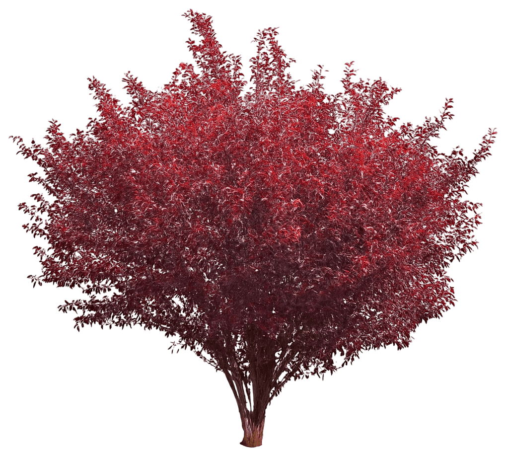 Purpleleaf Sand Cherry (Prunus X Cistena) - Ground Layers