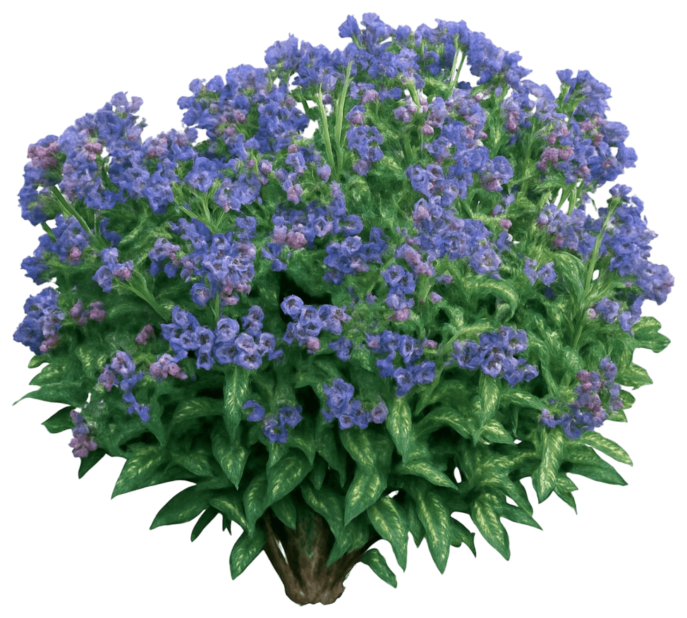 Lungwort 'Trevi Fountain' (Pulmonaria 'Trevi Fountain') - Perennials